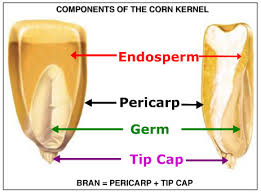 08.09.2014 - Consuela - WRM popt popcorn 2